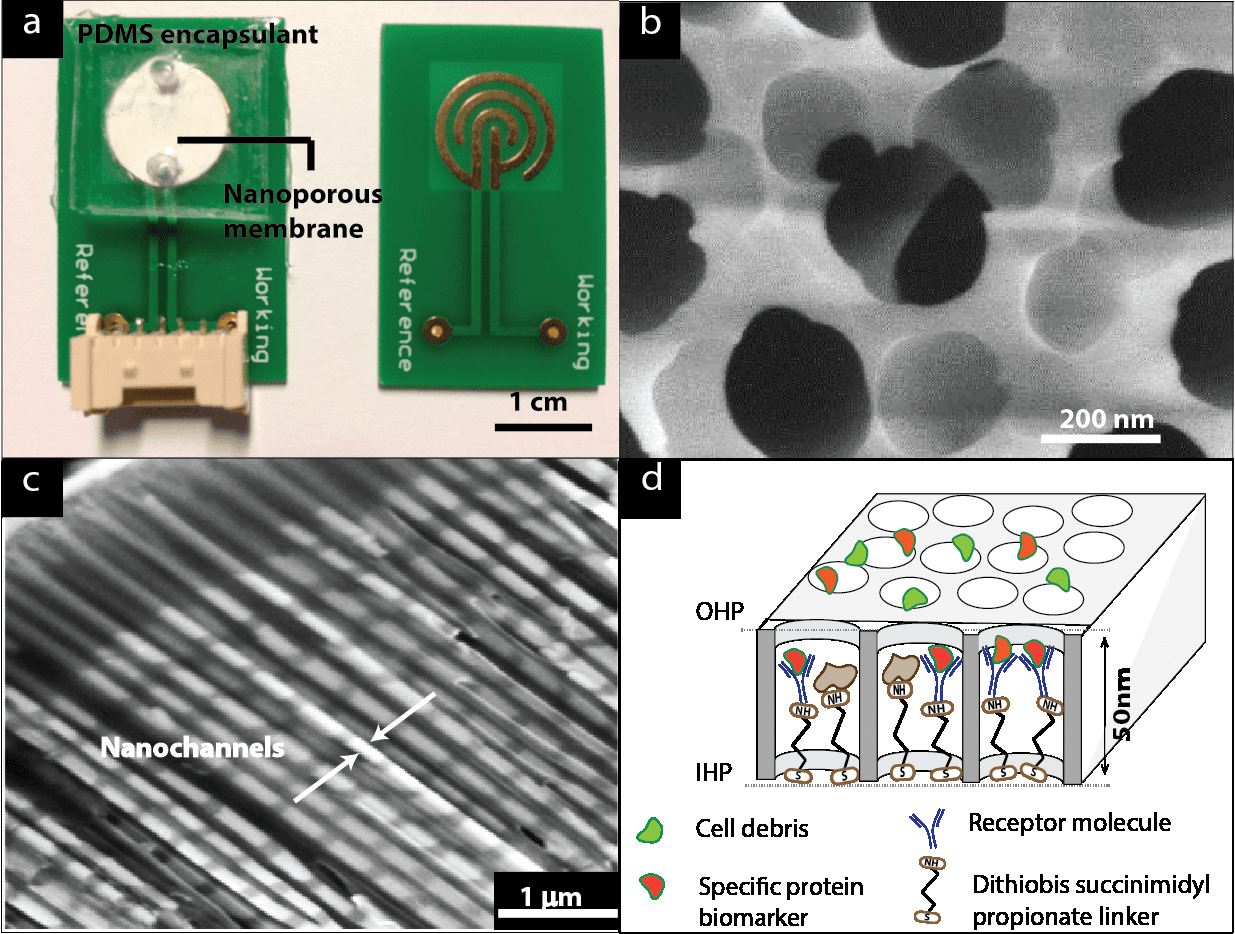 Nanowell biosensor hardware, nanopores, and interface anatomy